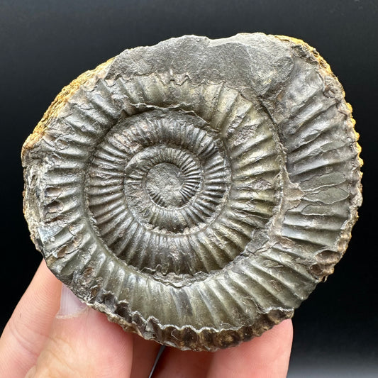 Dactylioceras Ammonite nodule (split pair) Fossil With Box And Stand - Whitby, North Yorkshire Jurassic Coast Yorkshire Fossils