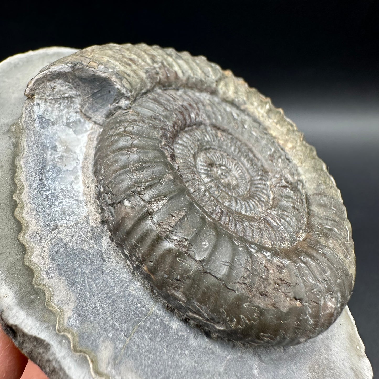 Dactylioceras Ammonite Fossil With Box And Stand - Whitby, North Yorkshire Jurassic Coast Yorkshire Fossils