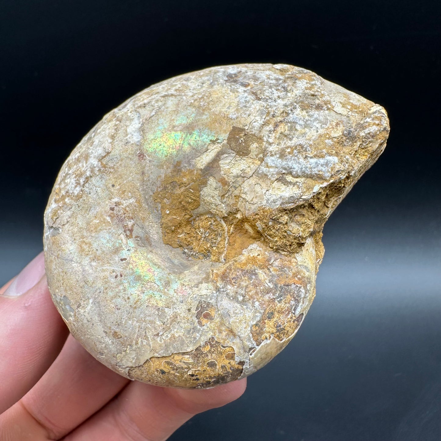Phylloceras Ammonite Fossil With Box And Stand - Cretaceous Ammonite Madagascar