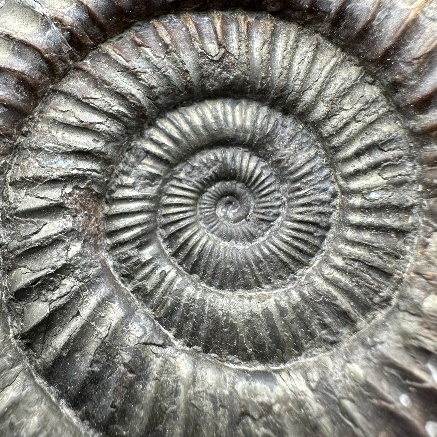 Dactylioceras Ammonite Fossil With Box And Stand - Whitby, North Yorkshire Jurassic Coast Yorkshire Fossils