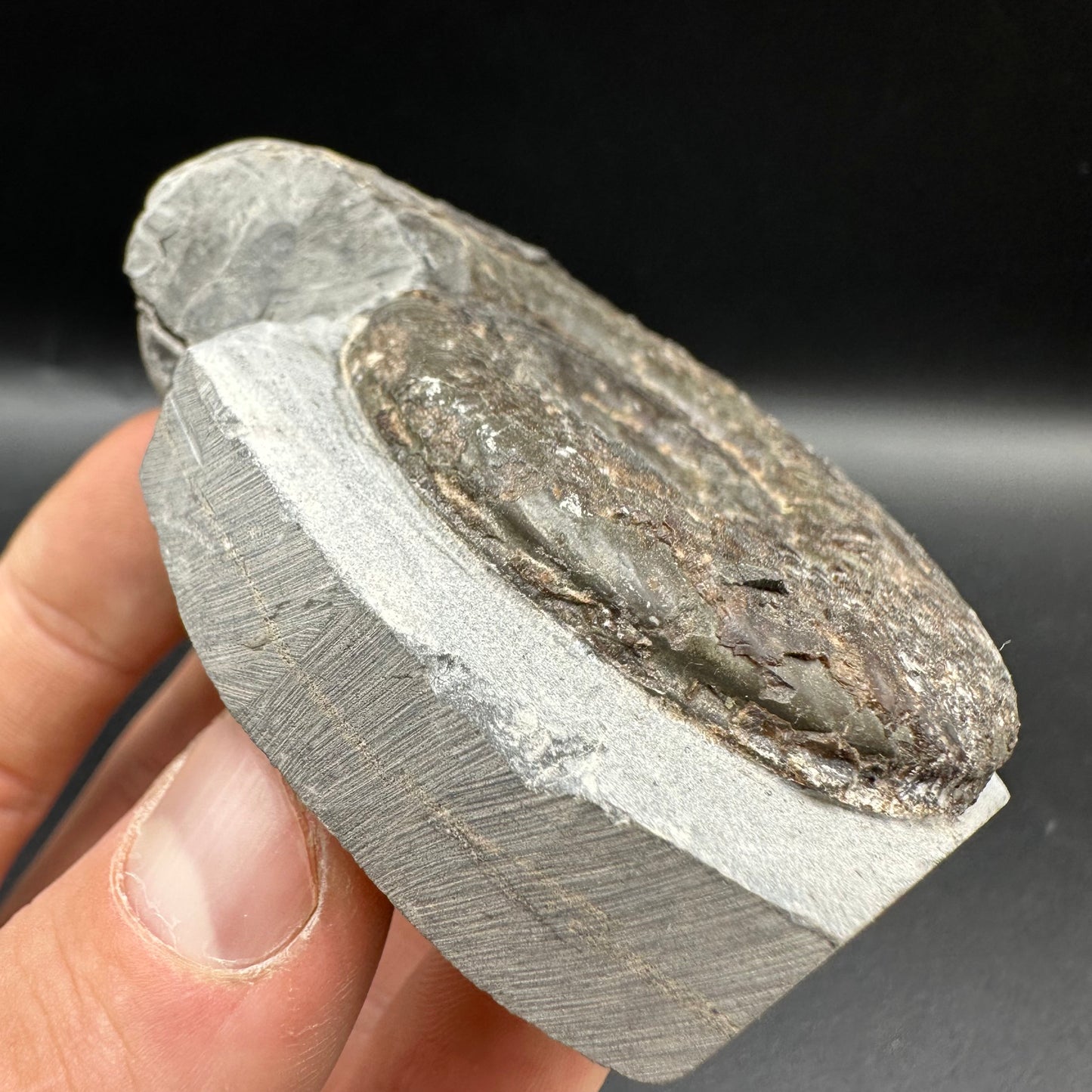 Hildoceras Bifrons Ammonite fossil with box and stand - Whitby, North Yorkshire Jurassic Coast, Yorkshire Fossils from the Jurassic Coast