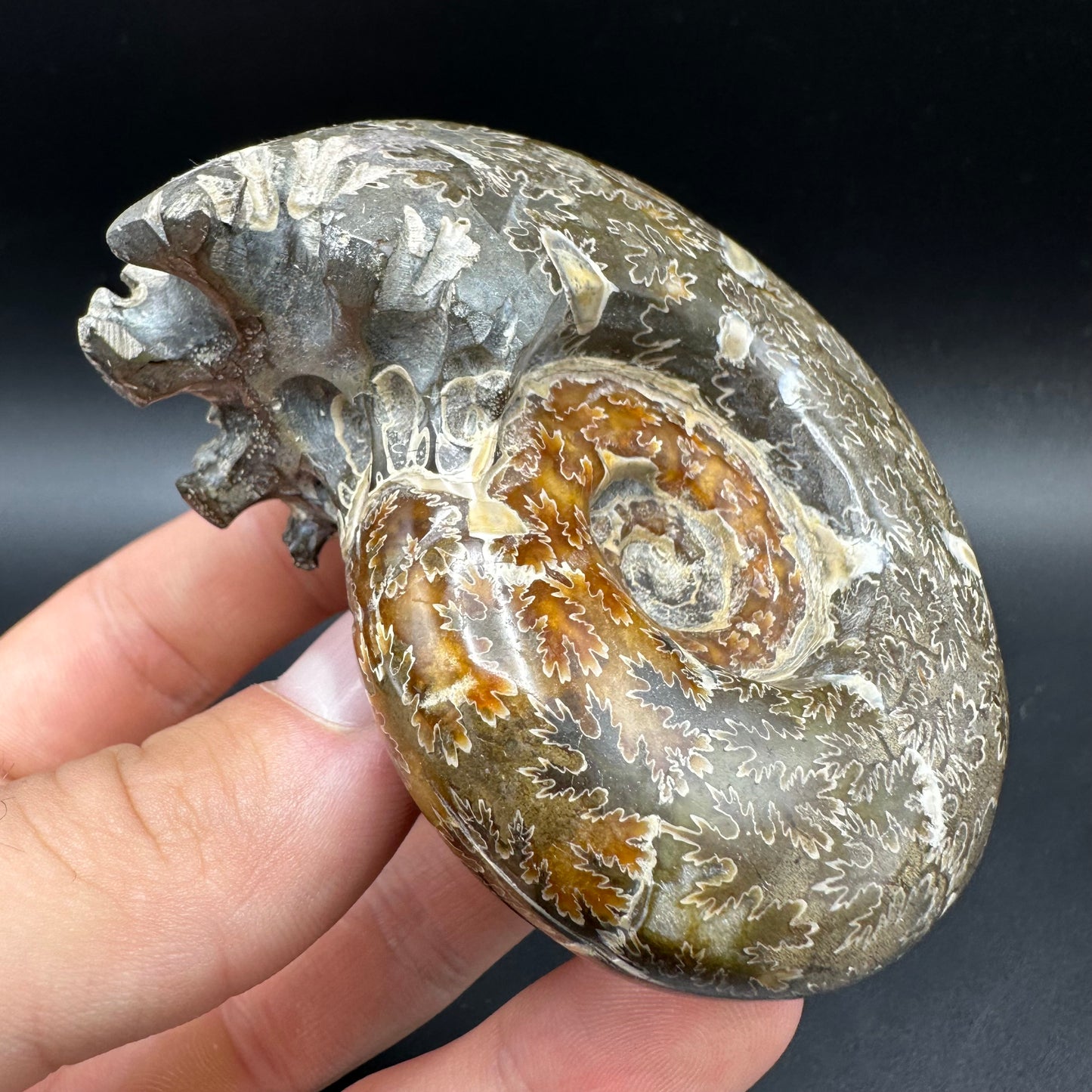Puzosia Ammonite Fossil With Box And Stand - Cretaceous Ammonite Madagascar