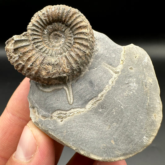 Catacoeloceras Sp. ammonite fossil with box and stand- Whitby, North Yorkshire Jurassic Coast Yorkshire Fossils