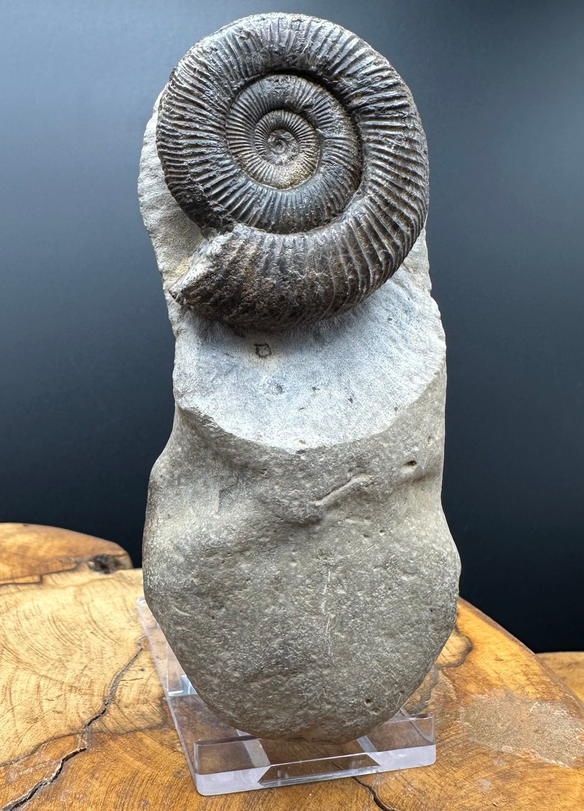 Dactylioceras Ammonite Fossil With box and Stand - Whitby, North Yorkshire Jurassic Coast Yorkshire Fossils