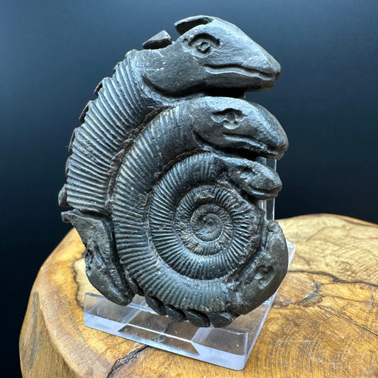 Hydra Snakestone Ammonite Fossil With Bag/Box And Stand - Whitby, North Yorkshire Jurassic Coast Yorkshire Fossils