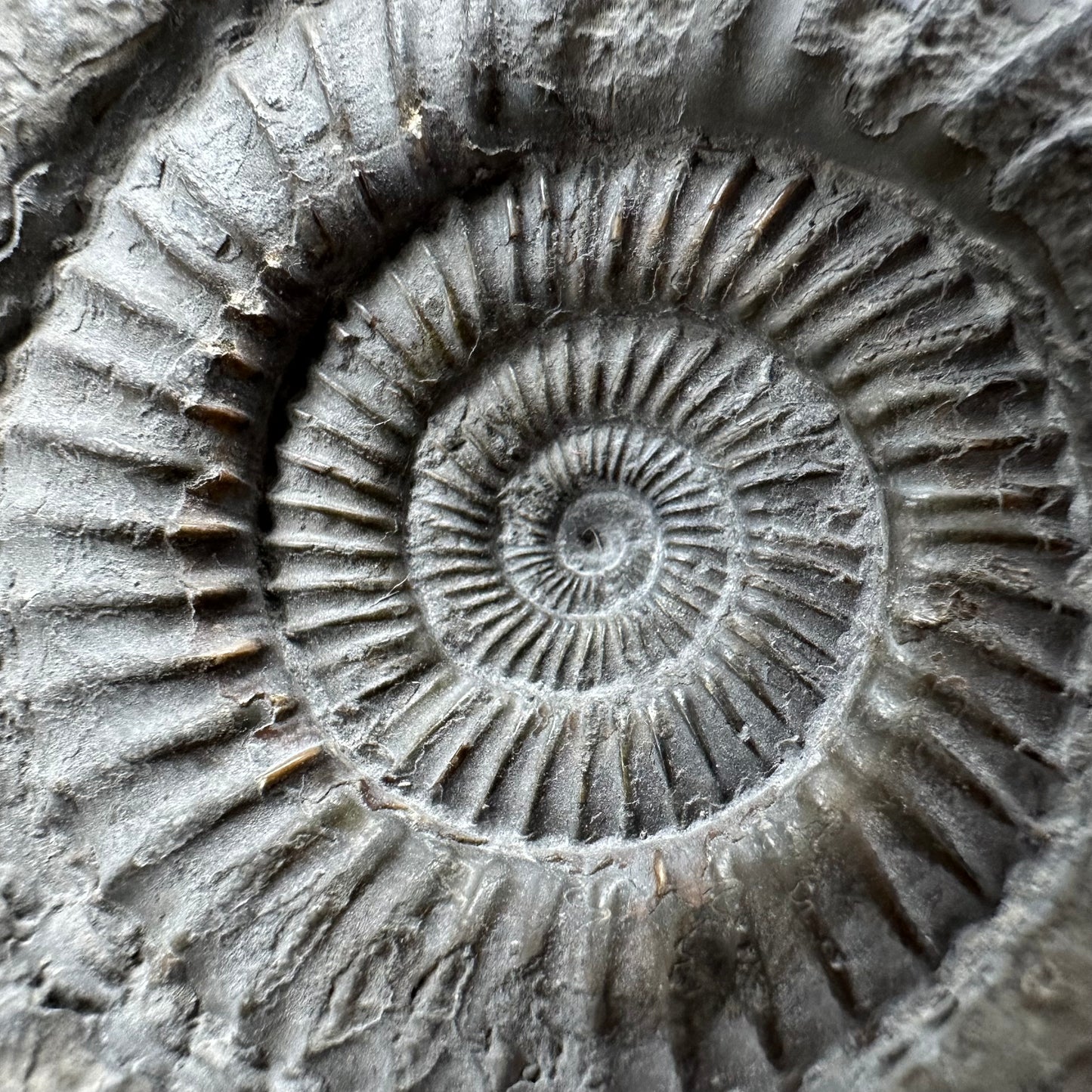Dactylioceras Ammonite Fossil With box and Stand - Whitby, North Yorkshire Jurassic Coast Yorkshire Fossils