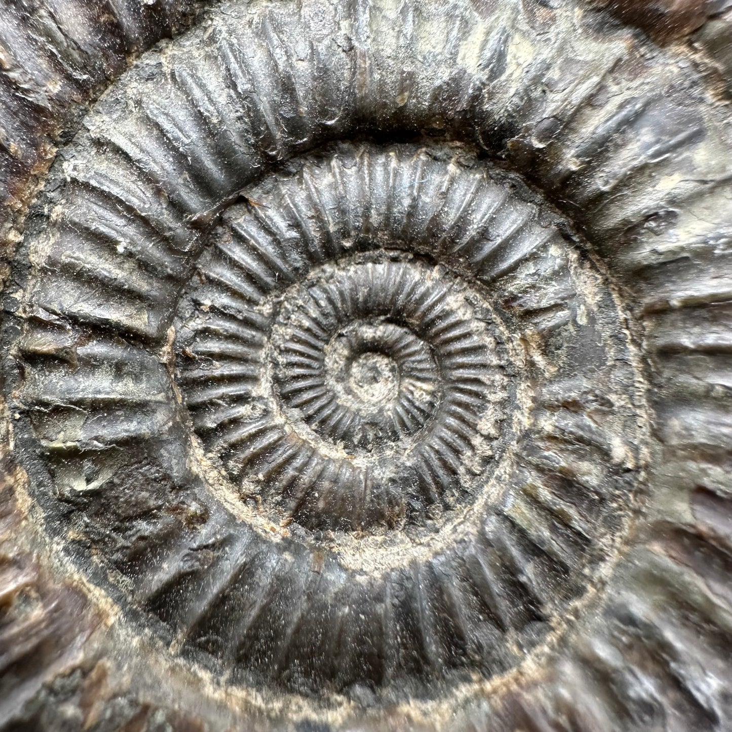 Dactylioceras Ammonite Fossil With Box And Stand - Whitby, North Yorkshire Jurassic Coast Yorkshire Fossils