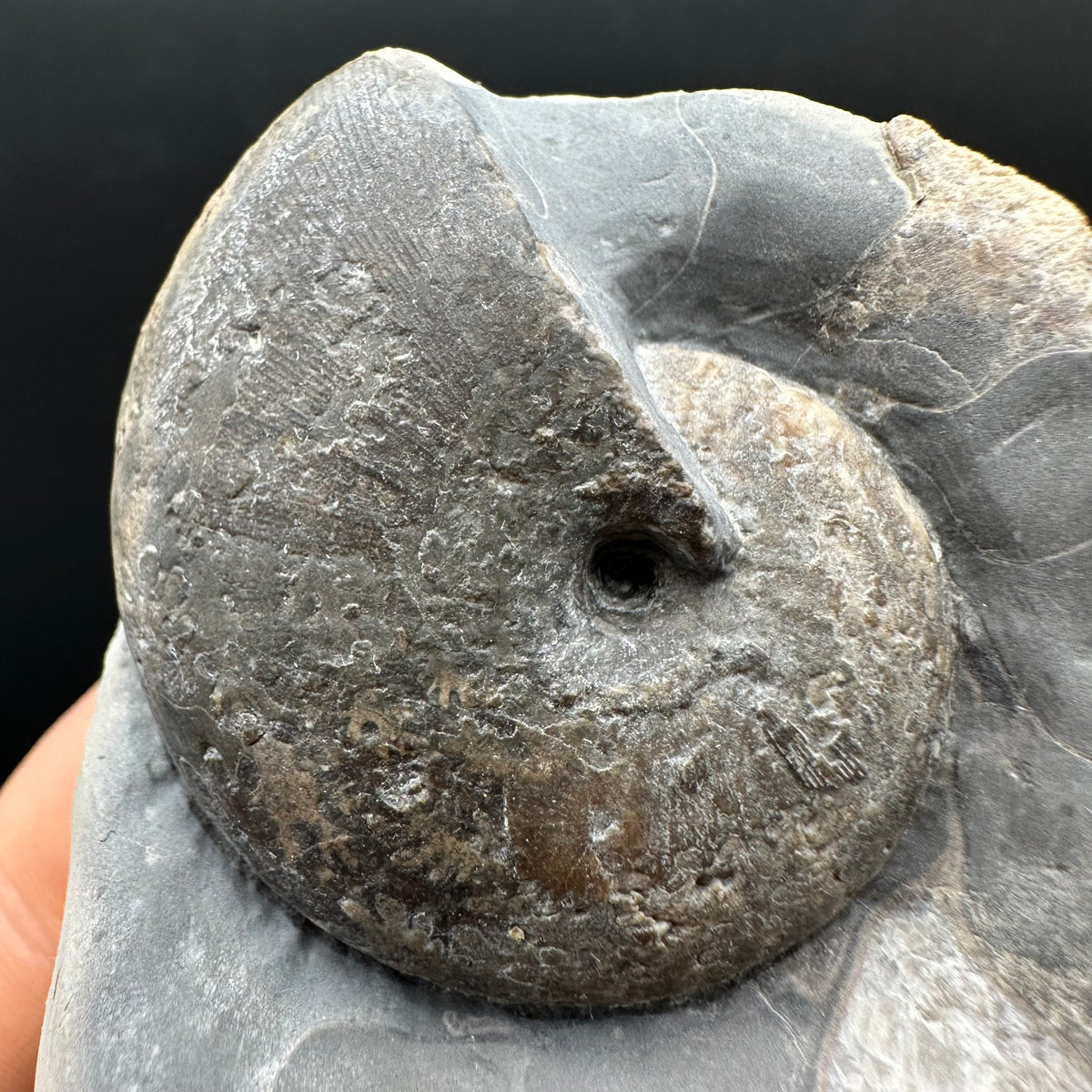 Phylloceras ammonite fossil with box and stand - Whitby, North Yorkshire Jurassic Coast, Yorkshire fossils