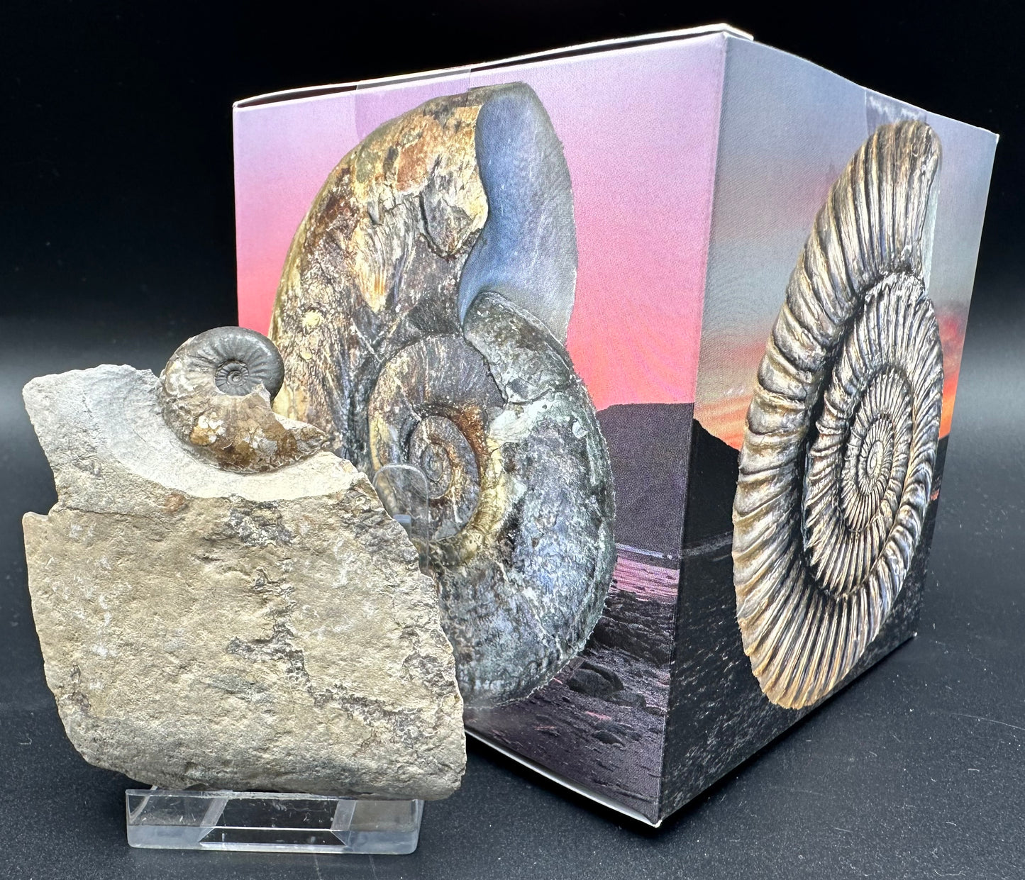 Amaltheus striatus ammonite fossil with box and stand - Whitby, North Yorkshire Jurassic Coast Yorkshire Fossils