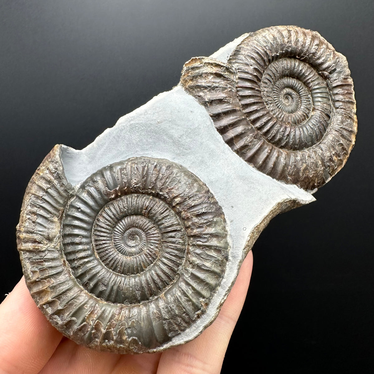 Dactylioceras Ammonite Fossil With Stand - Whitby, North Yorkshire Jurassic Coast Yorkshire Fossils