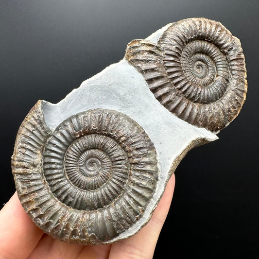 Dactylioceras Ammonite Fossil With Stand - Whitby, North Yorkshire Jurassic Coast Yorkshire Fossils