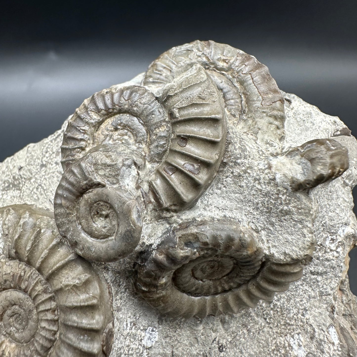 Arnioceras ammonite shell fossil with box and stand - Whitby, North Yorkshire Jurassic Coast Yorkshire Fossils