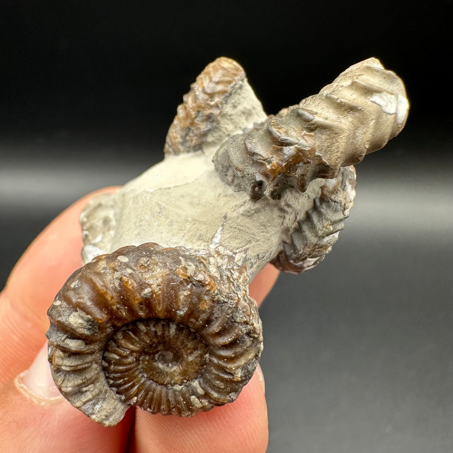 Oistoceras figulinum ammonite fossil with box and stand - Whitby, North Yorkshire Jurassic Coast Yorkshire Fossils