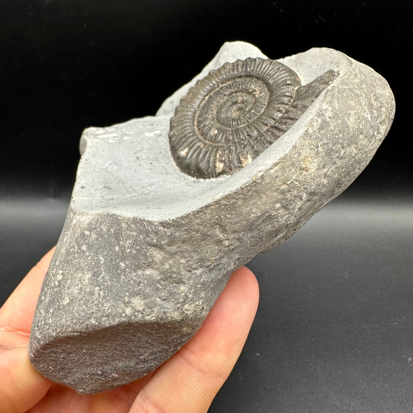 Peronoceras turriculatum Ammonite fossil with box and stand - Whitby, North Yorkshire Jurassic Coast, Yorkshire fossils