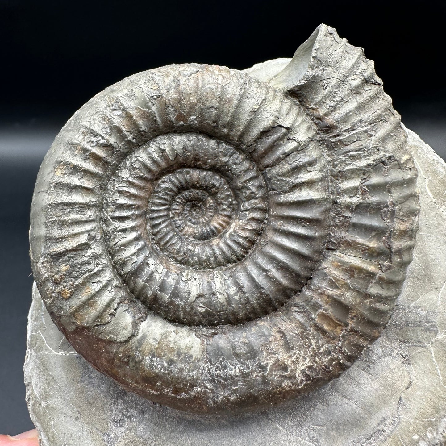 Catacoeloceras Sp. ammonite fossil - Whitby, North Yorkshire Jurassic Coast Yorkshire Fossils