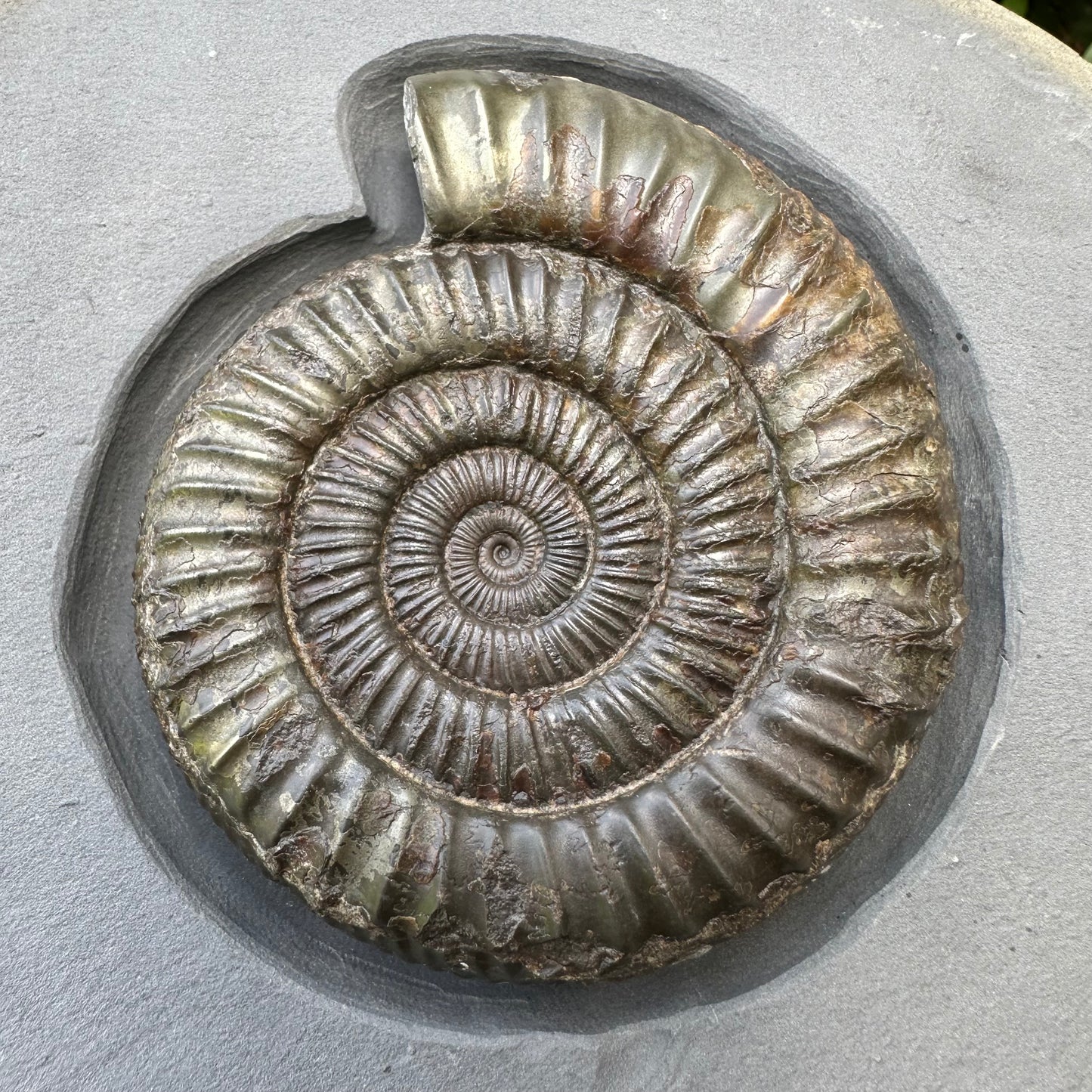 Golden Egg (IMPLANT) Ammonite fossil with stand - Whitby, North Yorkshire Jurassic Coast
