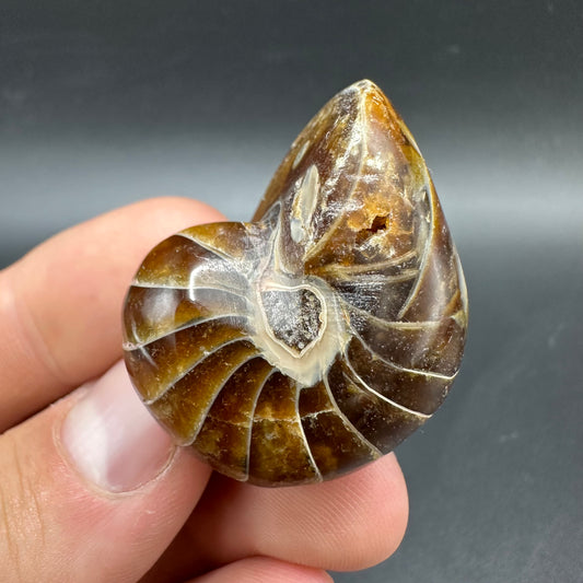 Cenoceras Nautilus Fossil With Box And Stand - Middle Cretaceous Madagascar