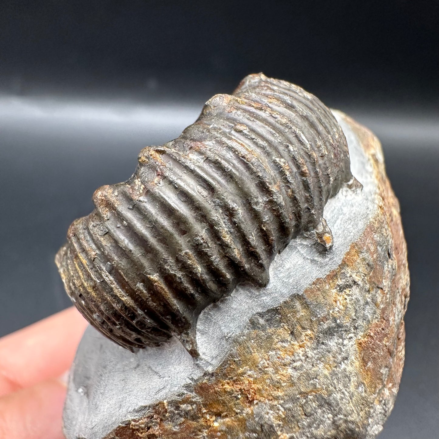 Peronoceras Sp. Ammonite fossil with box and stand - Whitby, North Yorkshire Jurassic Coast Yorkshire Fossils