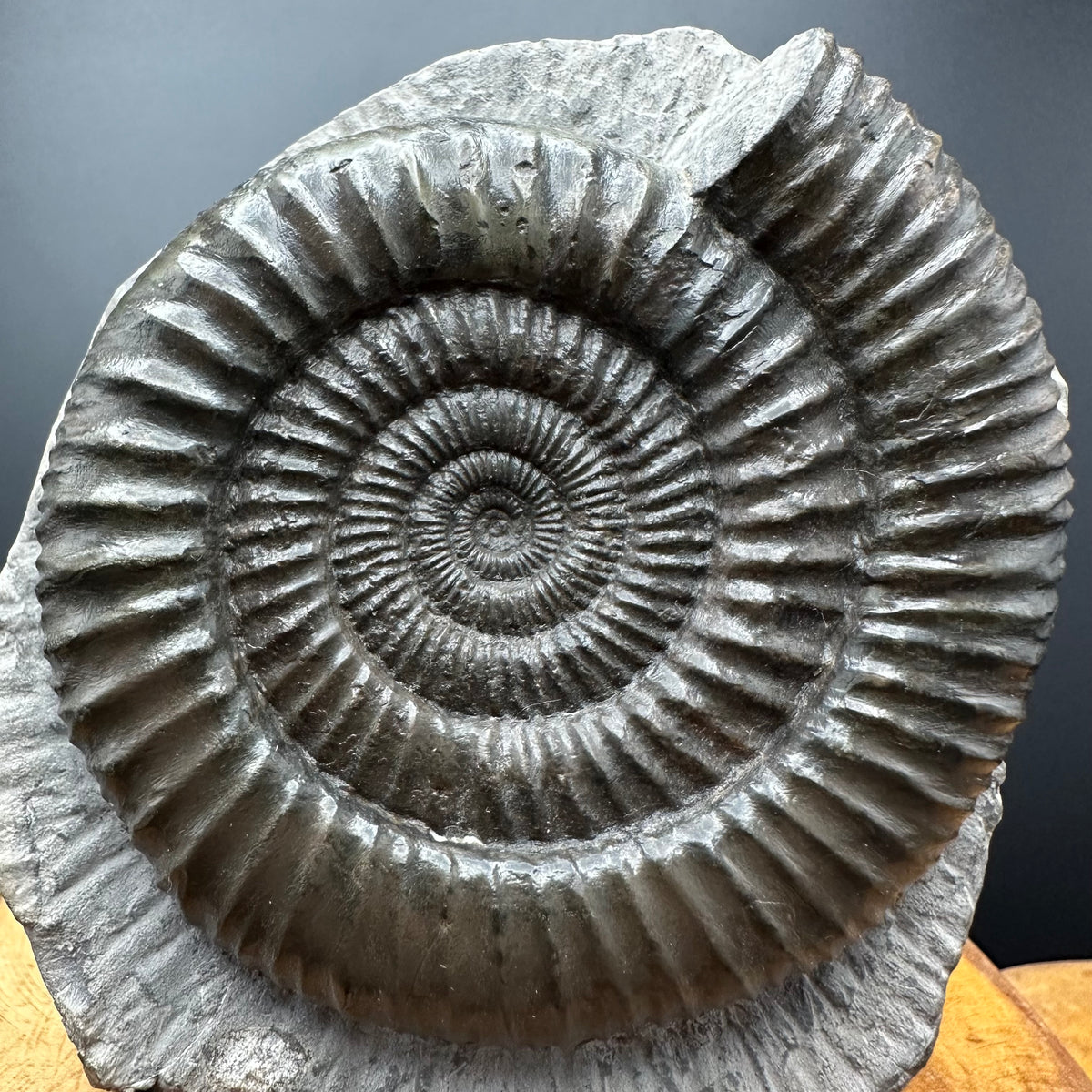 Dactylioceras Ammonite Fossil With box and Stand - Whitby, North Yorkshire Jurassic Coast Yorkshire Fossils