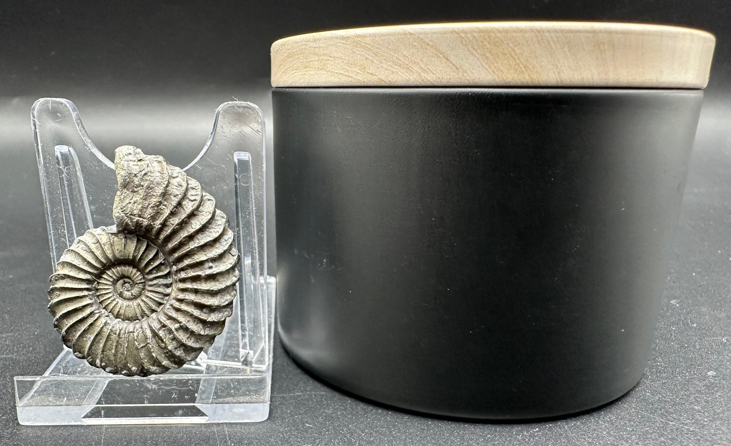 Schlothemia sp. ammonite fossil with tin and stand - Whitby, North Yorkshire Jurassic Coast, Yorkshire fossils