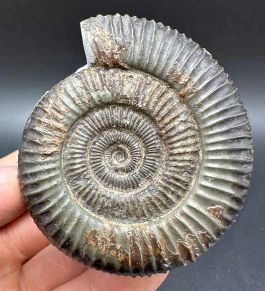 Dactylioceras Ammonite Fossil With Box And Stand - Whitby, North Yorkshire Jurassic Coast Yorkshire Fossils