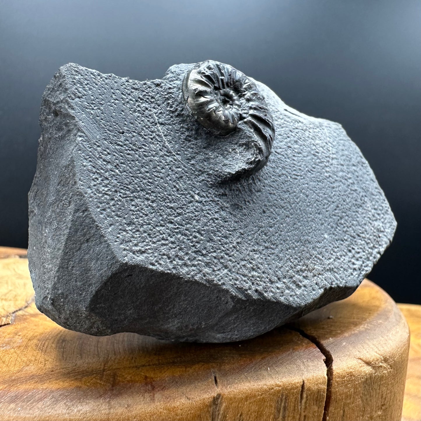 Agassiceras sp. ammonite fossil with box and stand - Whitby, North Yorkshire Jurassic Coast Yorkshire Fossils