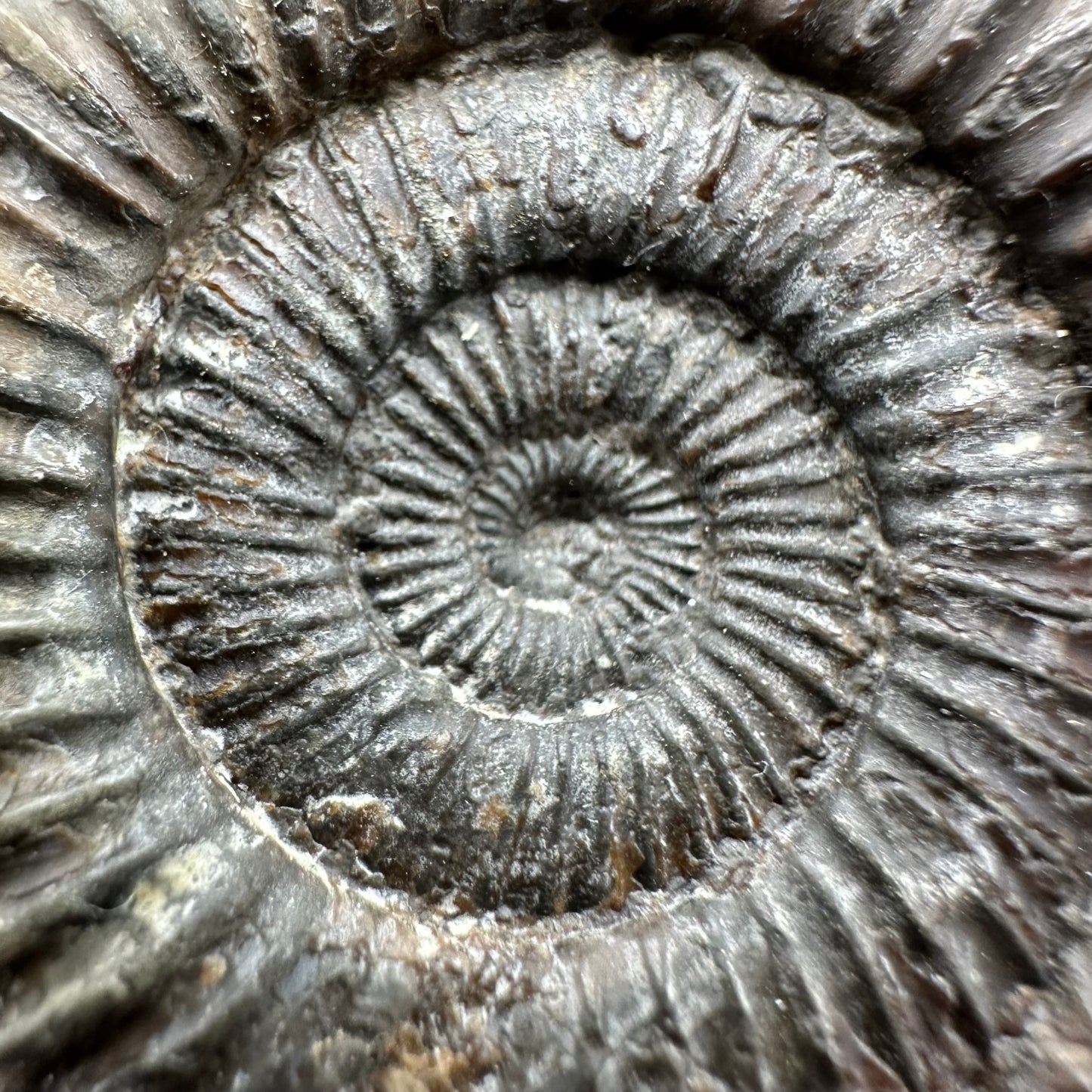 Dactylioceras Ammonite Fossil With Box And Stand - Whitby, North Yorkshire Jurassic Coast Yorkshire Fossils