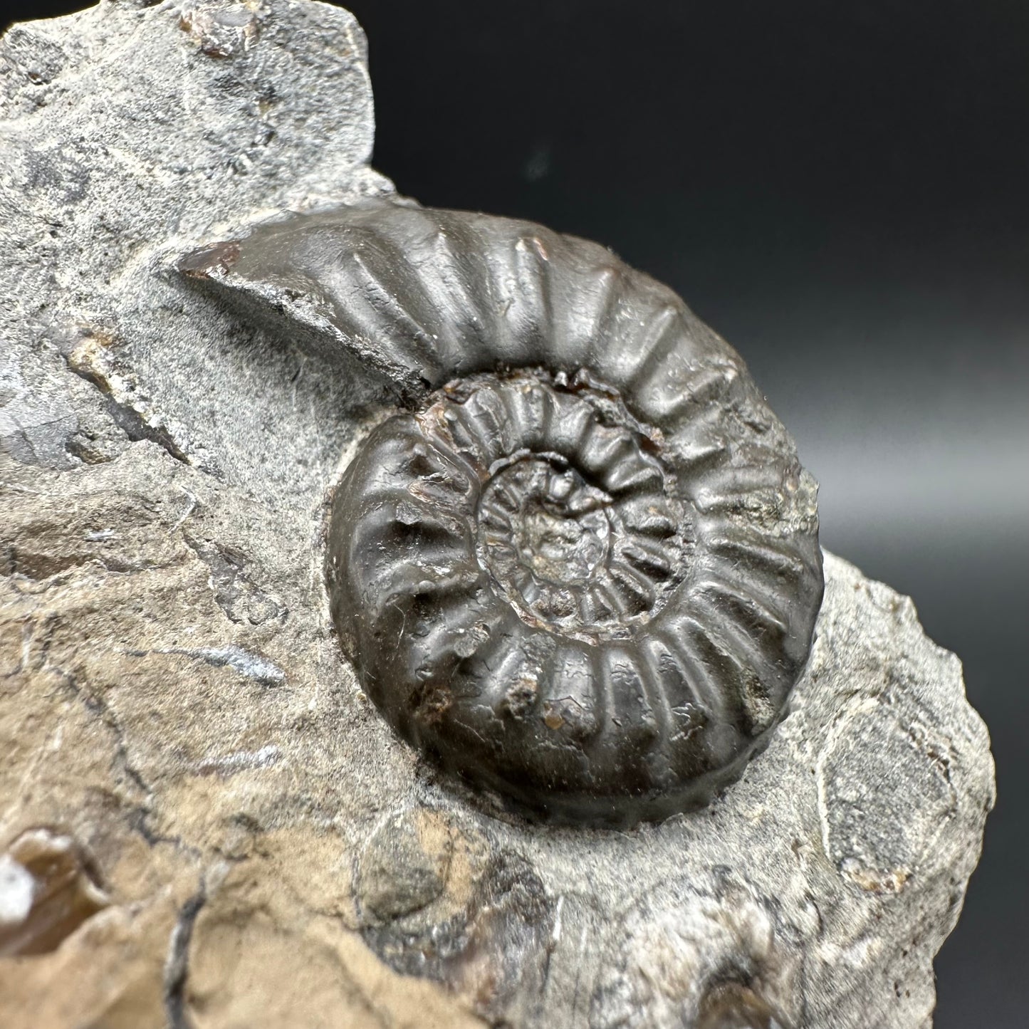Amaltheus subnodosus Ammonite fossil / Belemnite Phragmocone fossil with box and stand - Whitby, North Yorkshire Jurassic Coast Yorkshire Fossils