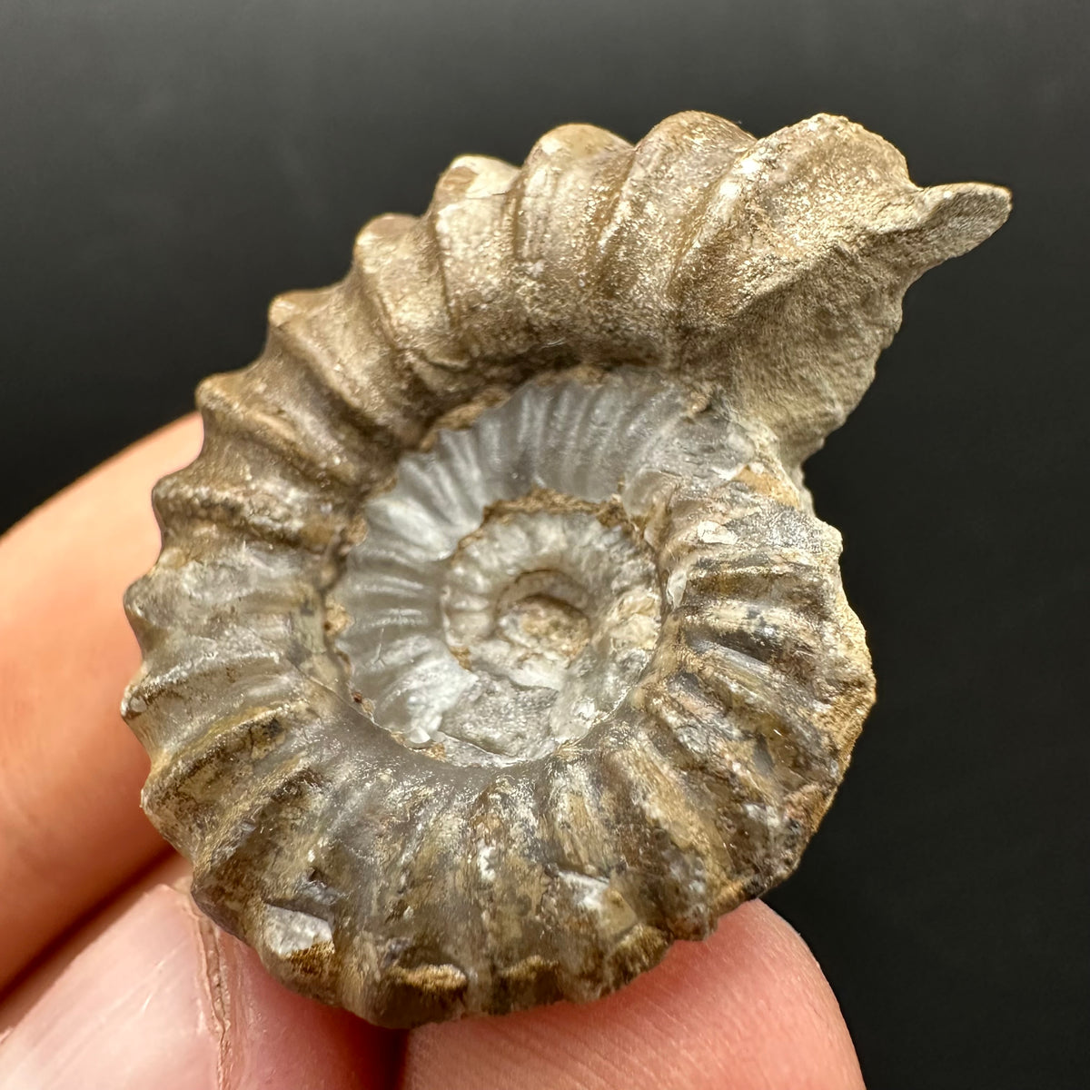 Androgynoceras capricornus Ammonite Fossil With Stand - Whitby, North Yorkshire Jurassic Coast Yorkshire Fossils
