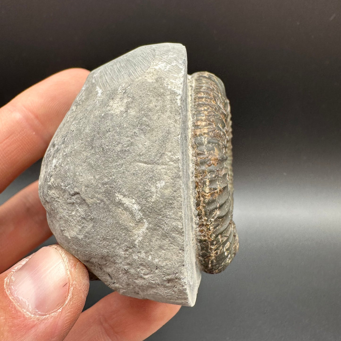 Dactylioceras Ammonite Fossil With Box And Stand - Whitby, North Yorkshire Jurassic Coast Yorkshire Fossils