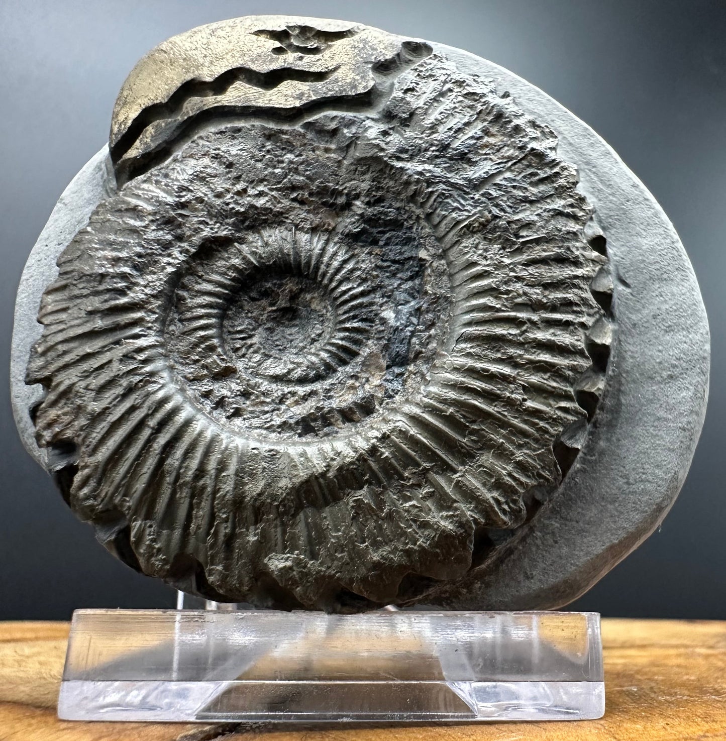 Snakestone Ammonite Fossil With Bag/Box And Stand - Whitby, North Yorkshire Jurassic Coast Yorkshire Fossils