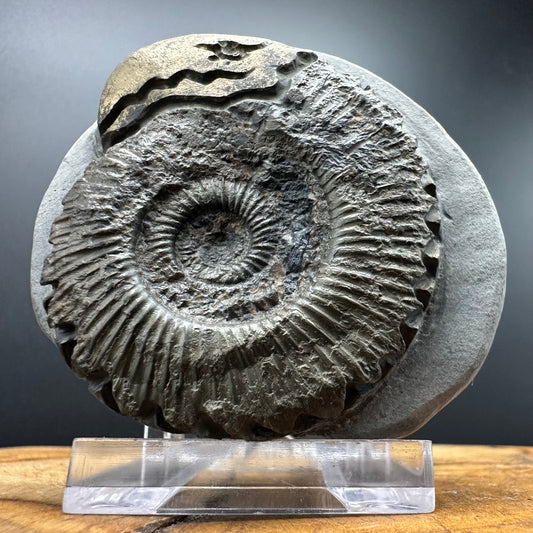 Snakestone Ammonite Fossil With Bag/Box And Stand - Whitby, North Yorkshire Jurassic Coast Yorkshire Fossils