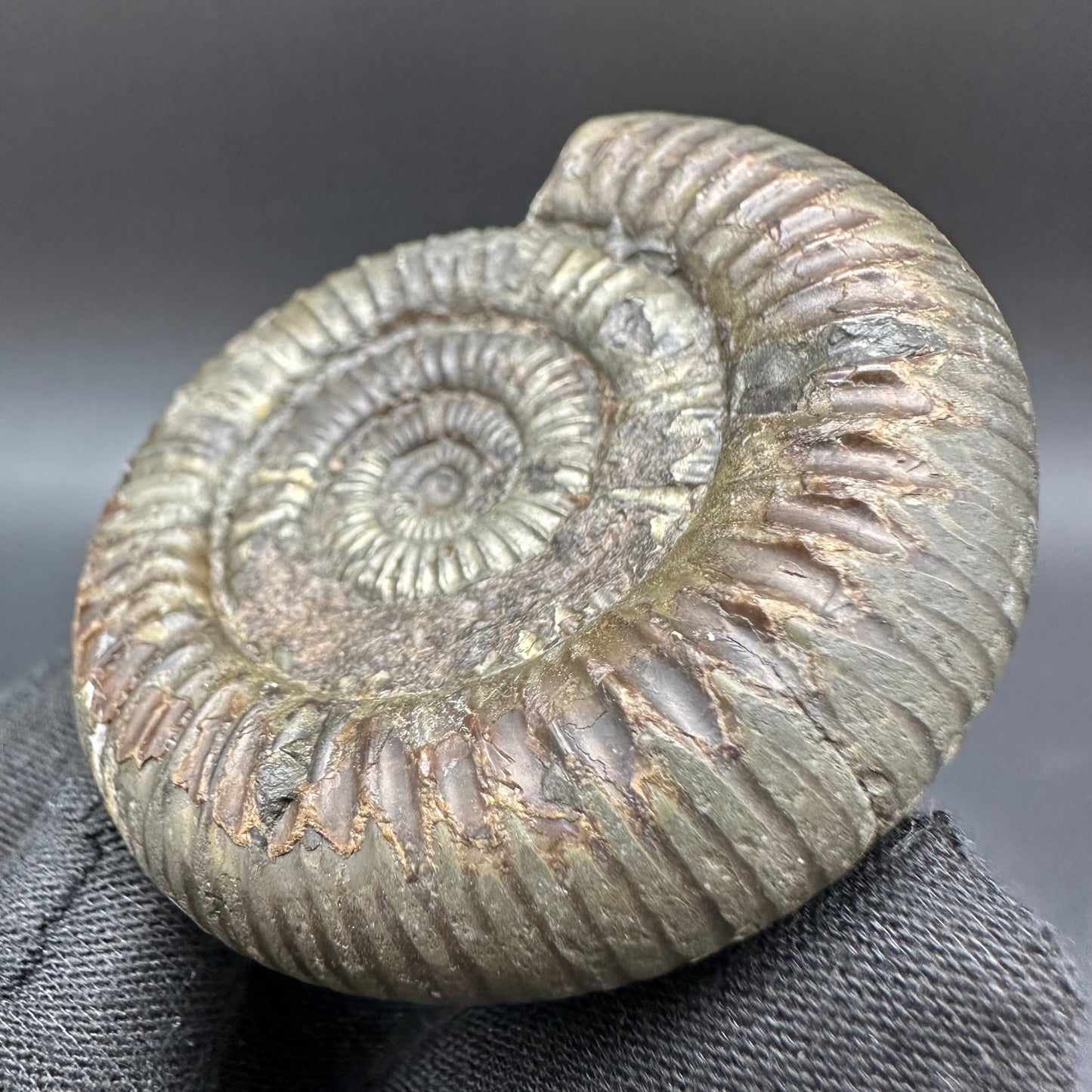 Dactylioceras Ammonite Fossil With Box And Stand - Whitby, North Yorkshire Jurassic Coast Yorkshire Fossils