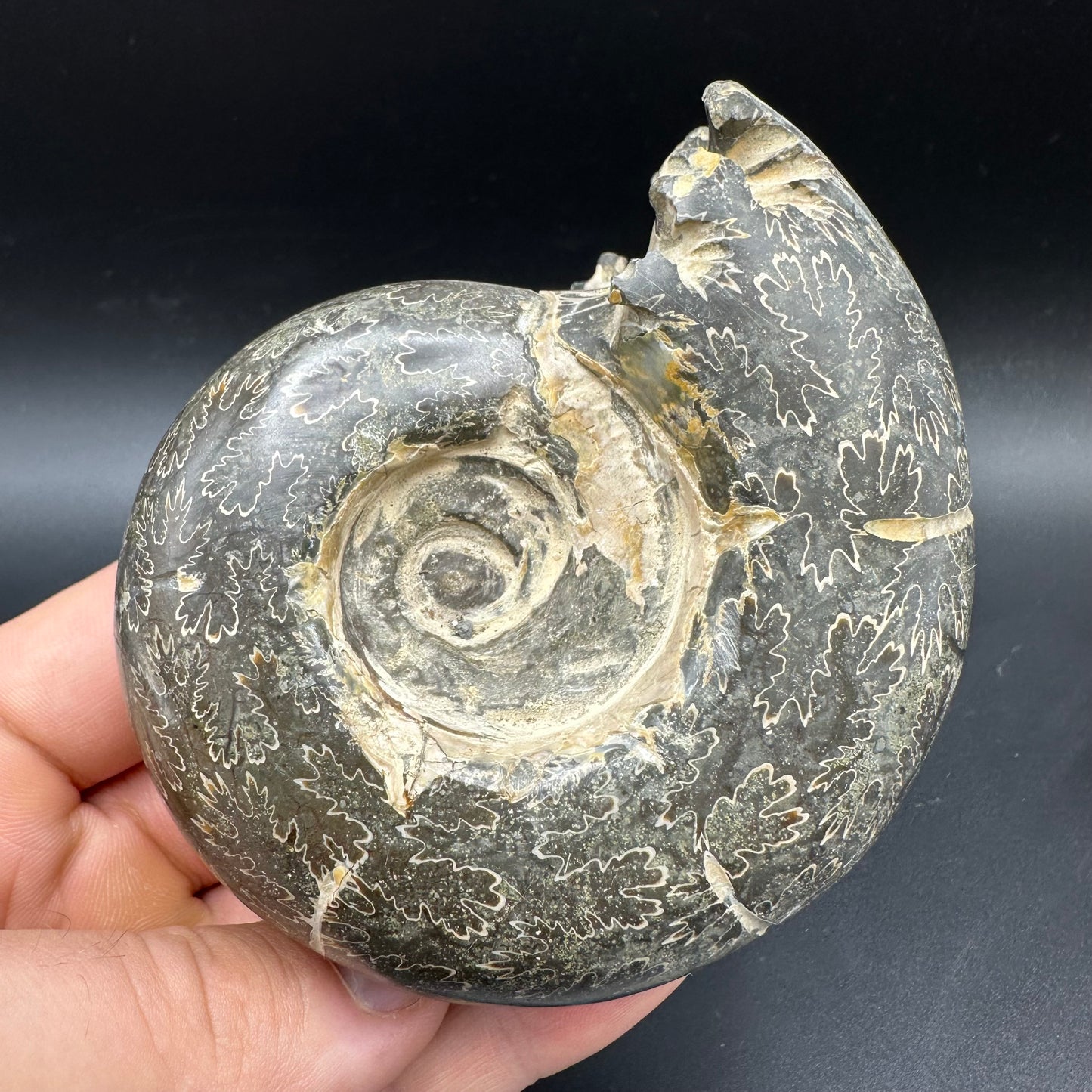 Puzosia Ammonite Fossil With Box And Stand - Cretaceous Ammonite Madagascar