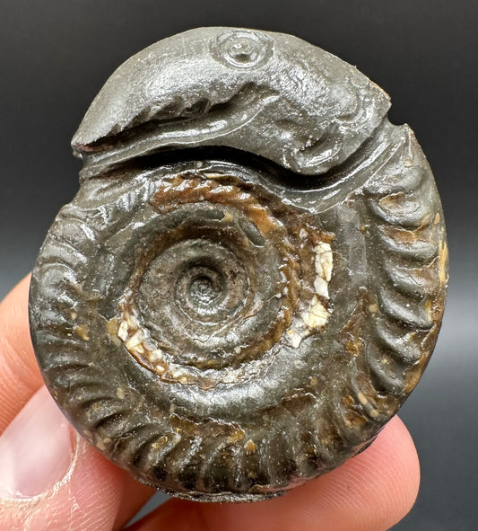 Snakestone Ammonite Fossil With Bag/Box And Stand - Whitby, North Yorkshire Jurassic Coast Yorkshire Fossils