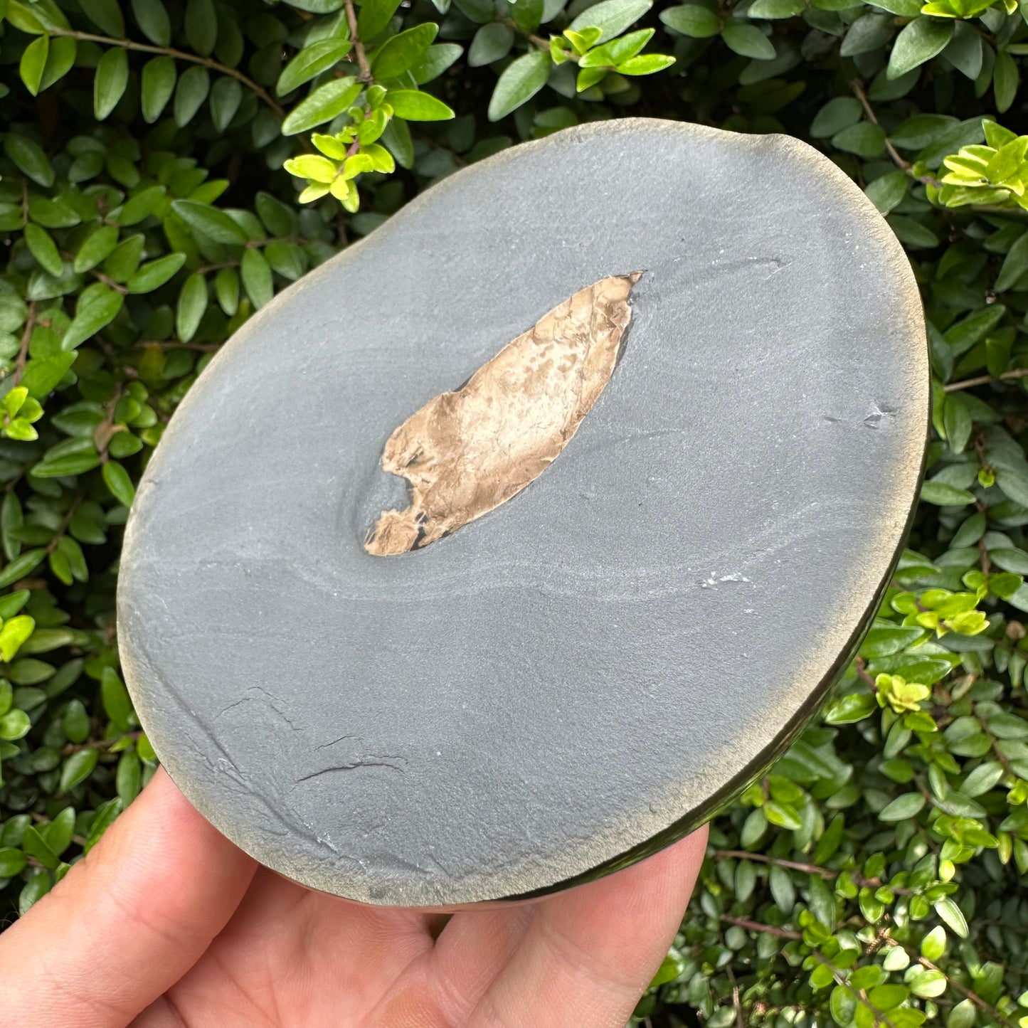 Golden Egg (GENUINE) Coprolite Fossil With Stand - Whitby, North Yorkshire Jurassic Coast Yorkshire Fossils