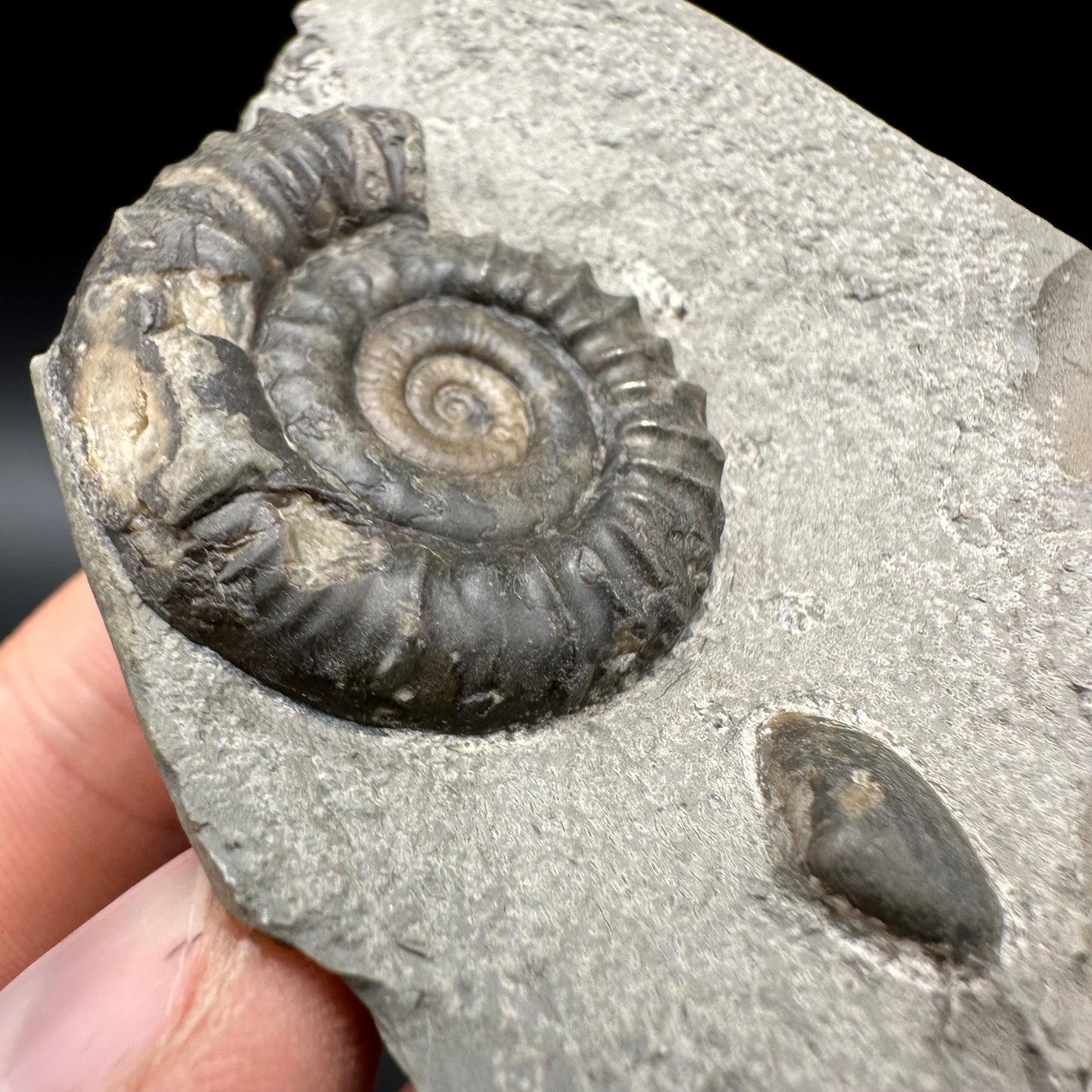Arnioceras ammonite shell fossil with box and stand - Whitby, North Yorkshire Jurassic Coast Yorkshire Fossils