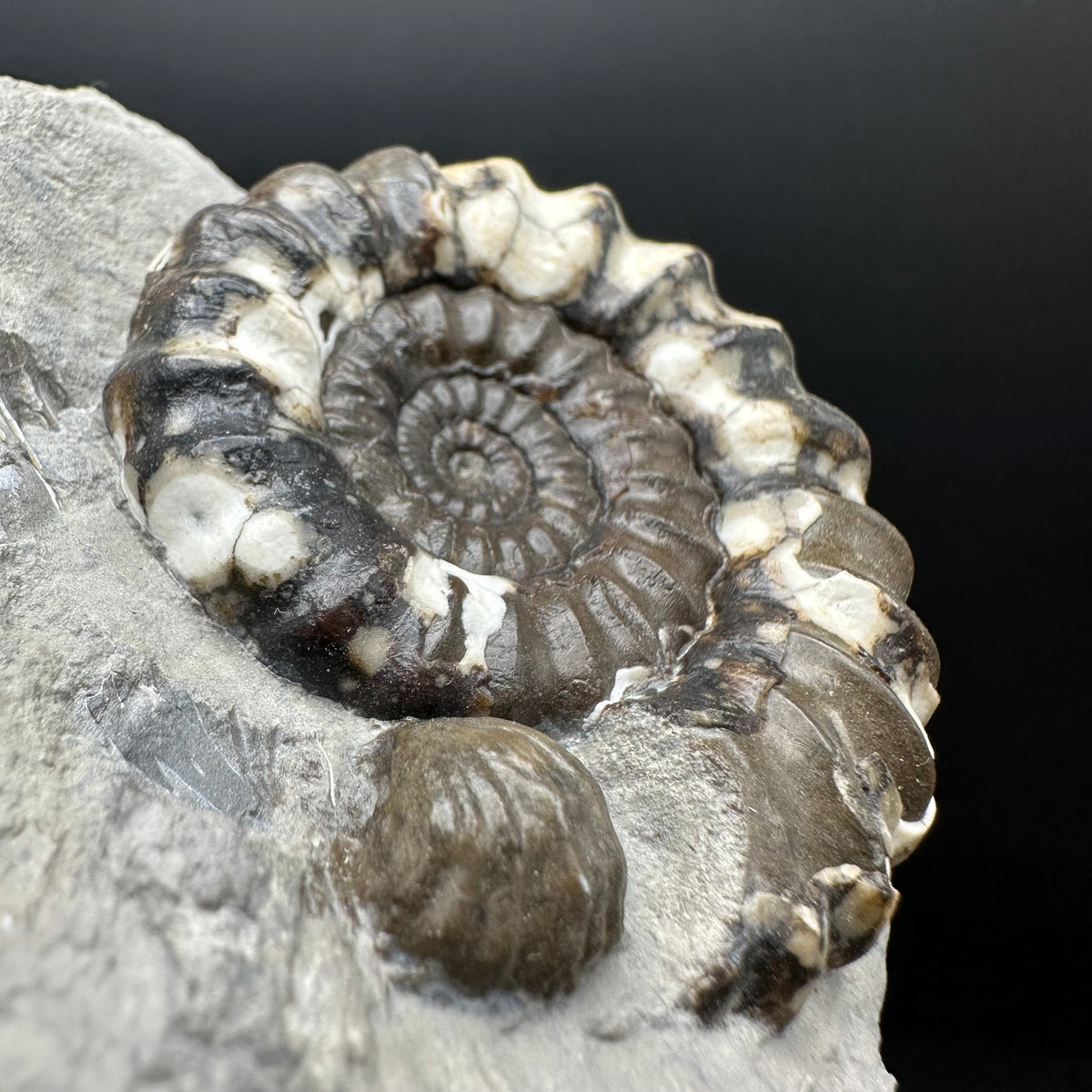 Androgynoceras maculatum ammonite fossil with box and stand - Whitby, North Yorkshire Jurassic Coast Yorkshire Fossils