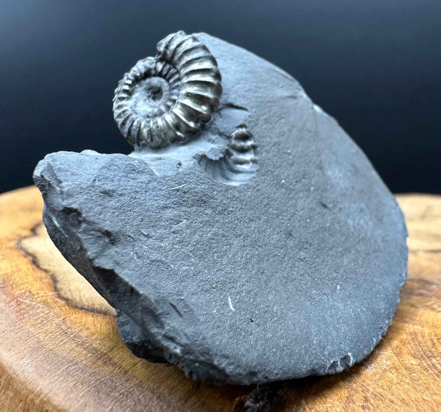 Promicroceras ammonite shell fossil with box and stand - Whitby, North Yorkshire Jurassic Coast Yorkshire Fossils