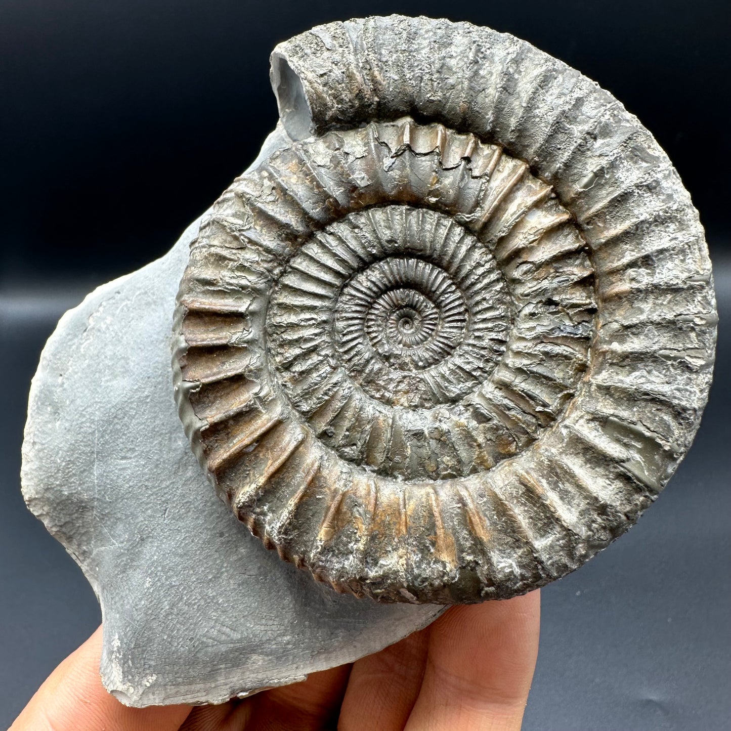 Dactylioceras Ammonite Fossil With Box And Stand - Whitby, North Yorkshire Jurassic Coast Yorkshire Fossils