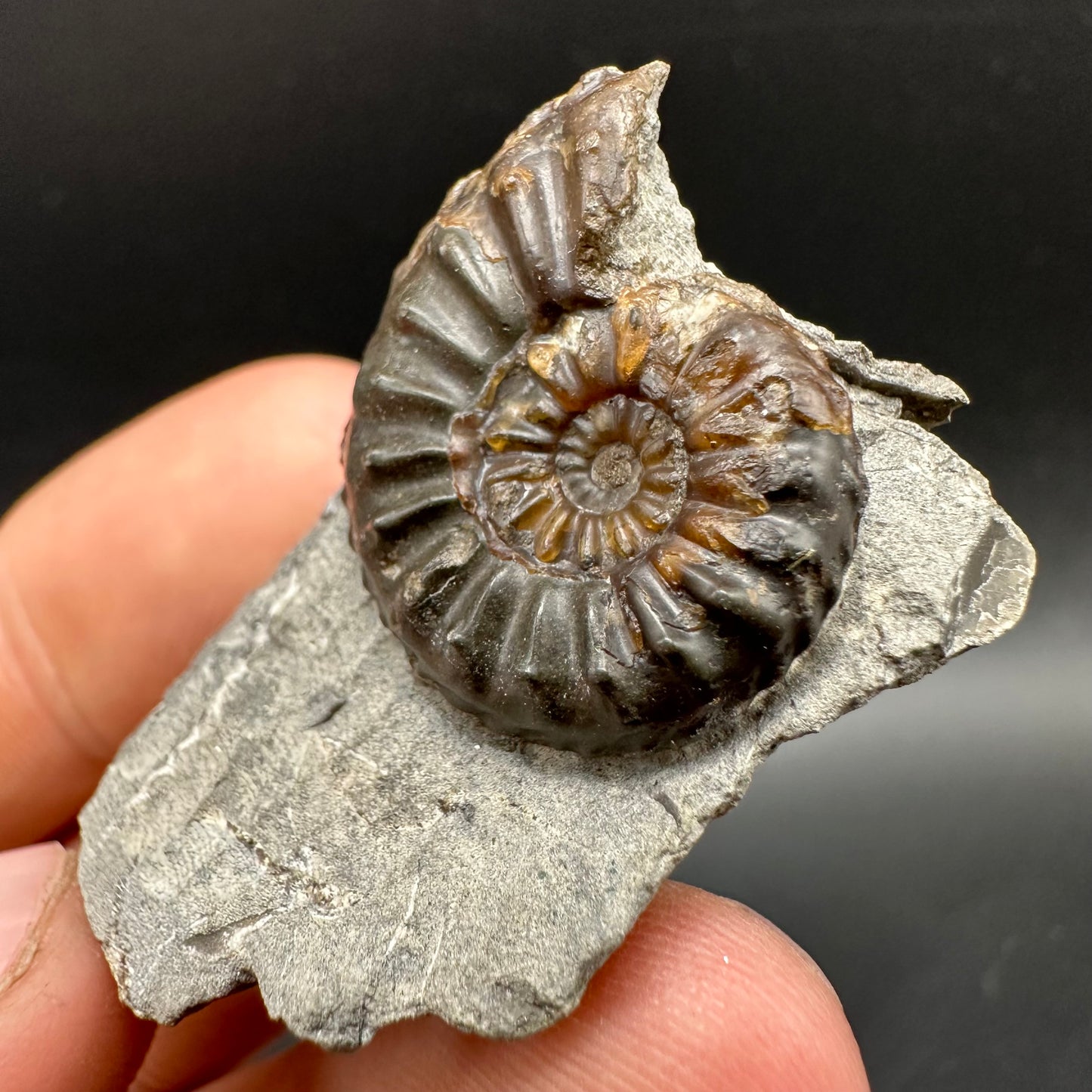 Amaltheus subnodosus Ammonite fossil with box and stand - Whitby, North Yorkshire Jurassic Coast Yorkshire Fossils