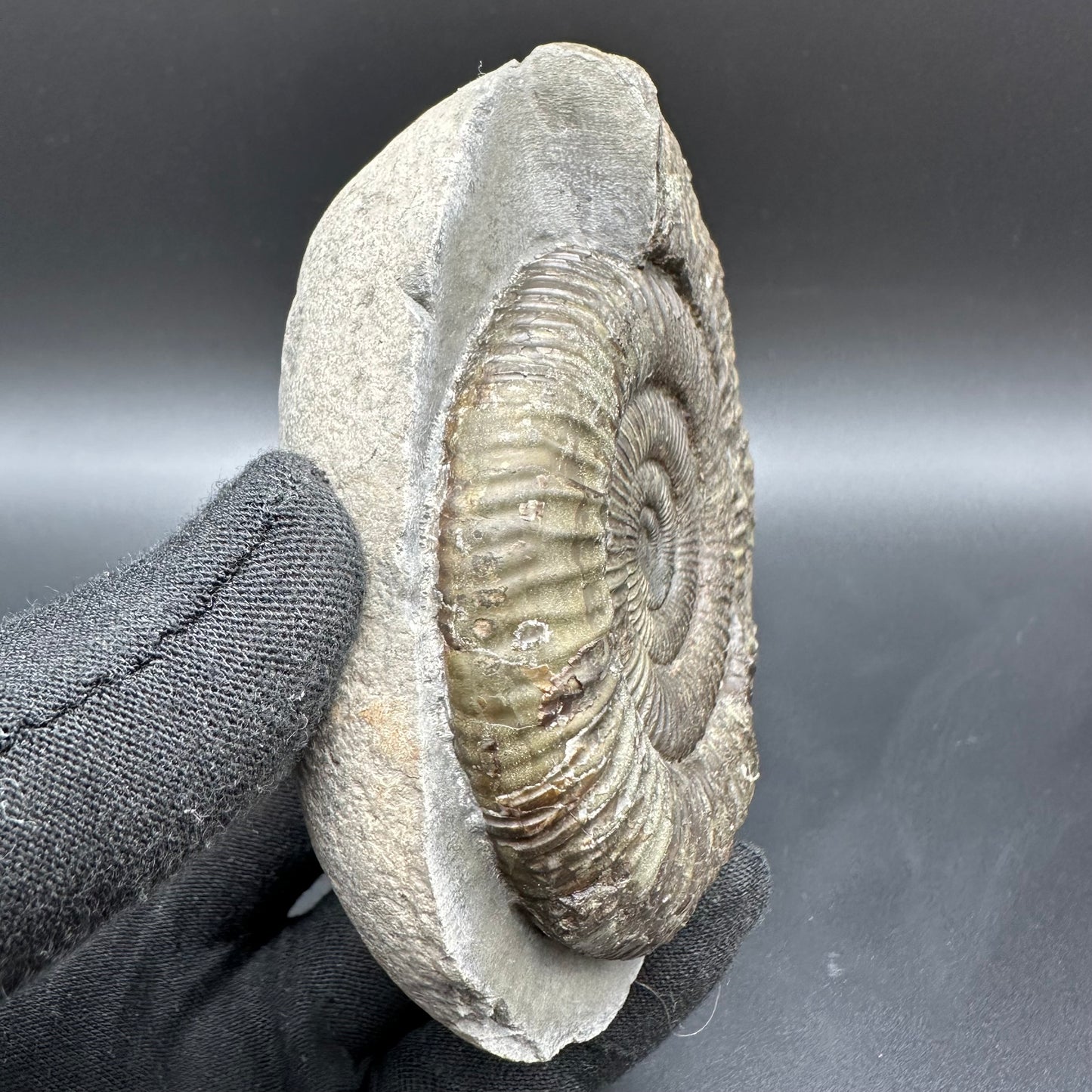 Dactylioceras Ammonite Fossil With Box And Stand - Whitby, North Yorkshire Jurassic Coast Yorkshire Fossils