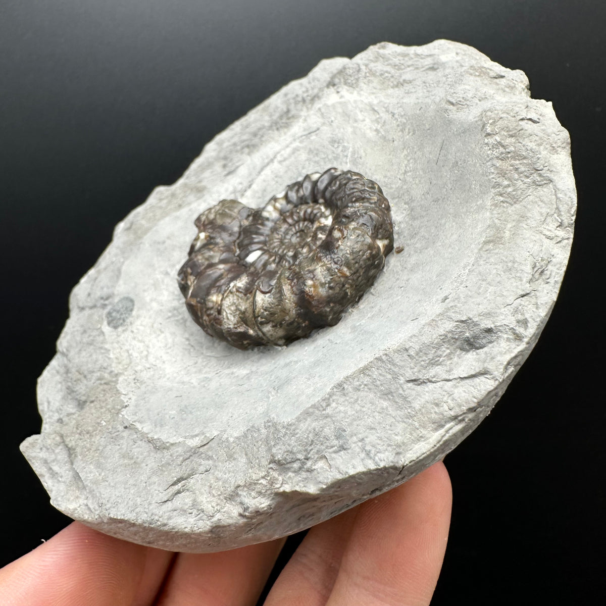 Androgynoceras maculatum ammonite fossil with stand - Whitby, North Yorkshire Jurassic Coast Yorkshire Fossils
