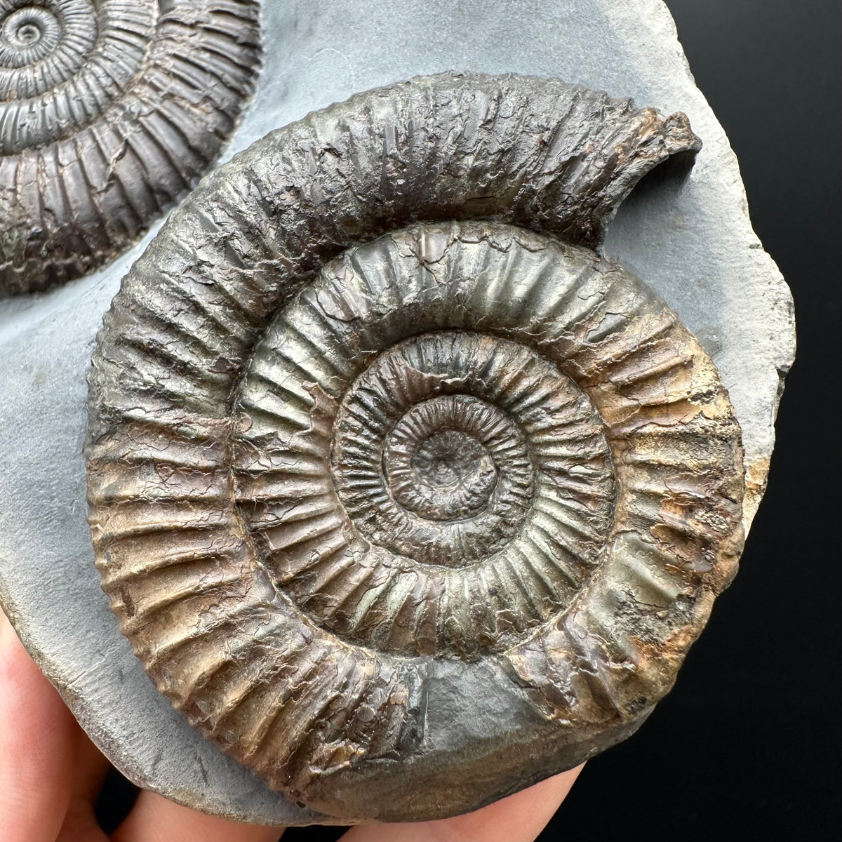 Dactylioceras Ammonite Fossil With Stand - Whitby, North Yorkshire Jurassic Coast Yorkshire Fossils