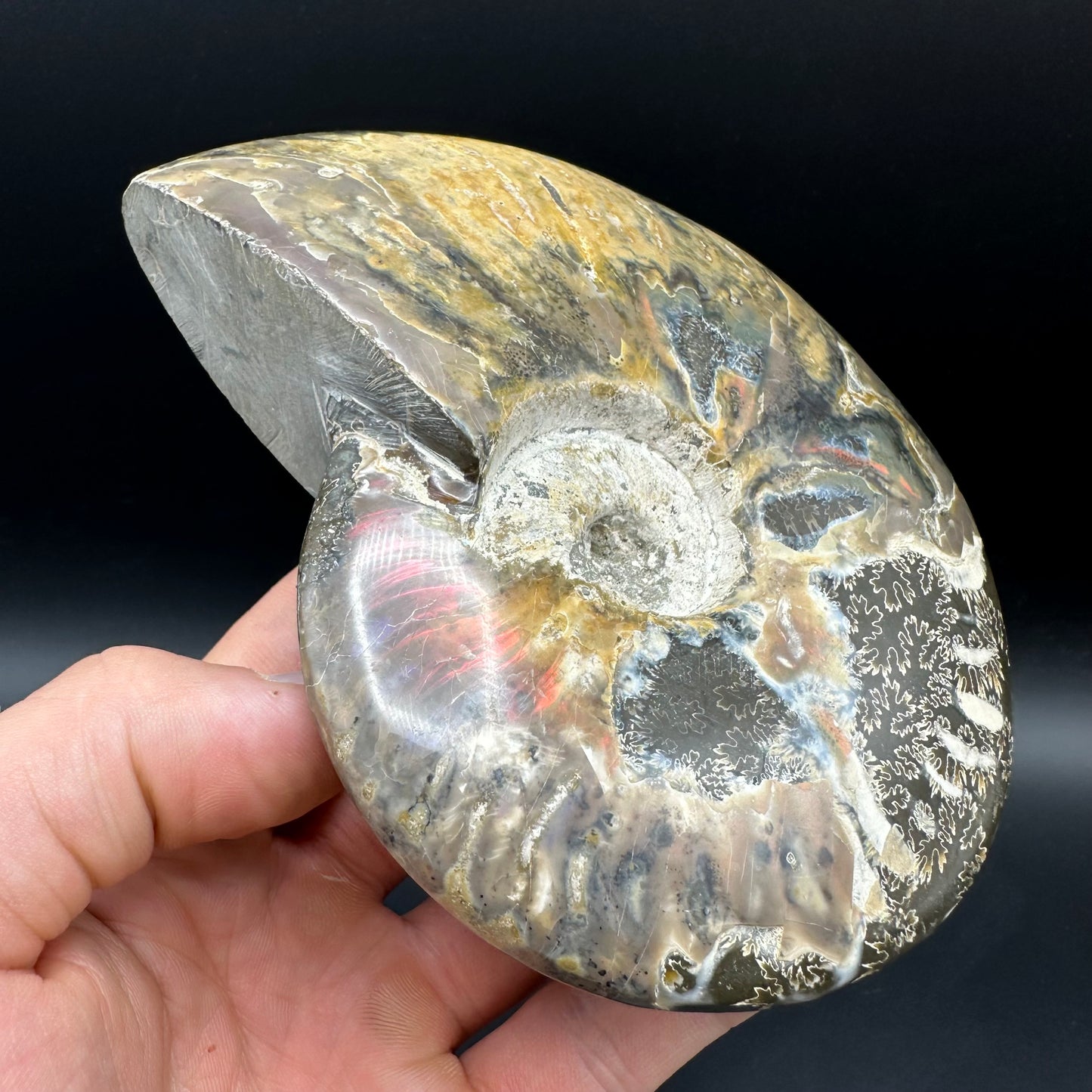 Cleoniceras Ammonite Fossil With Stand - Cretaceous Ammonite Madagascar