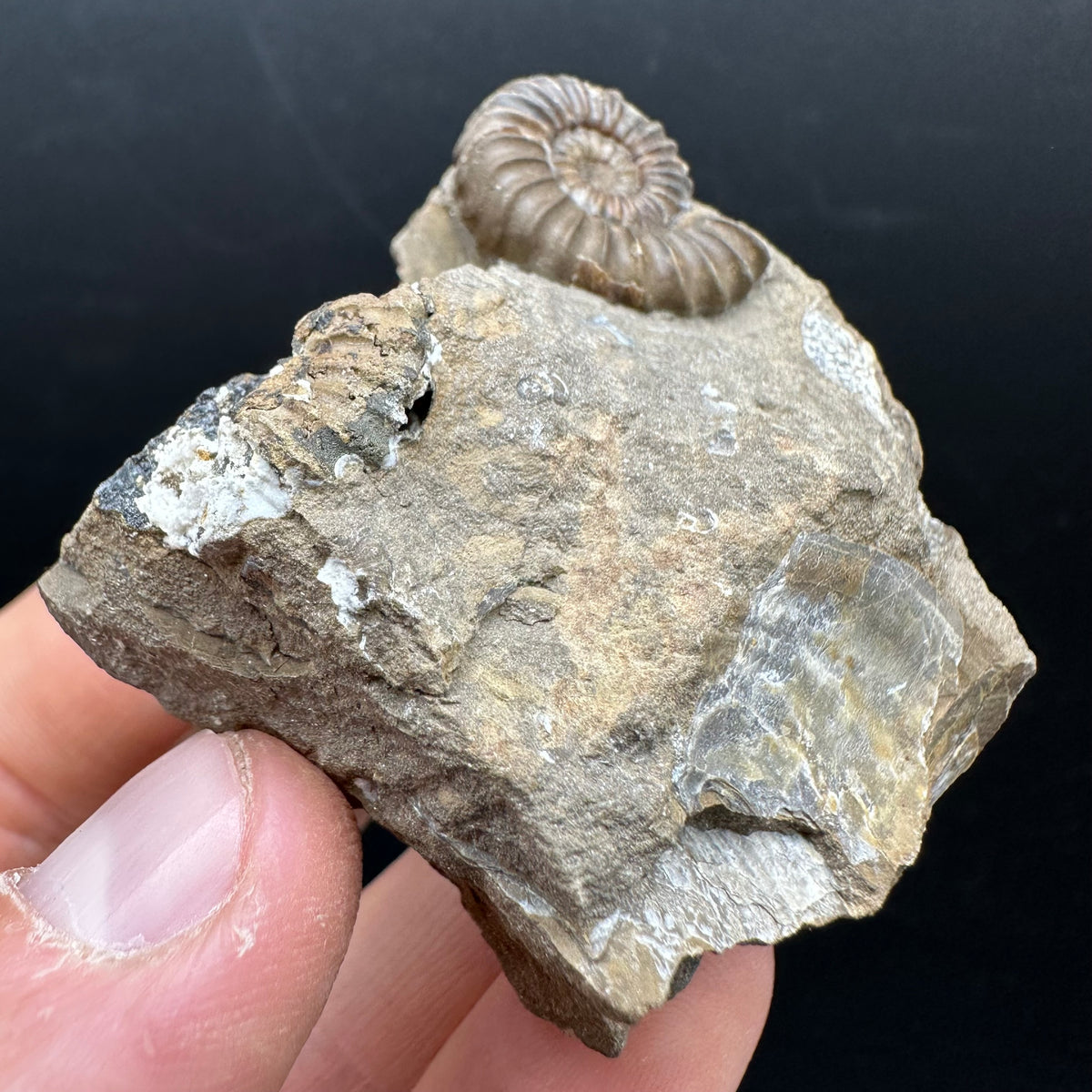 Androgynoceras capricornus Ammonite Fossil With Stand - Whitby, North Yorkshire Jurassic Coast Yorkshire Fossils