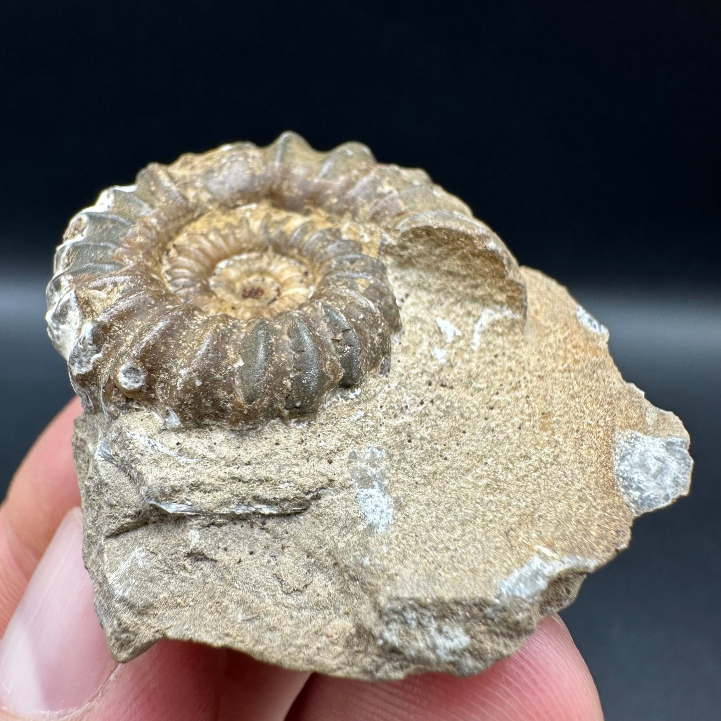 Androgynoceras capricornus Ammonite fossil with box and stand - Whitby, North Yorkshire Jurassic Coast Yorkshire Fossils