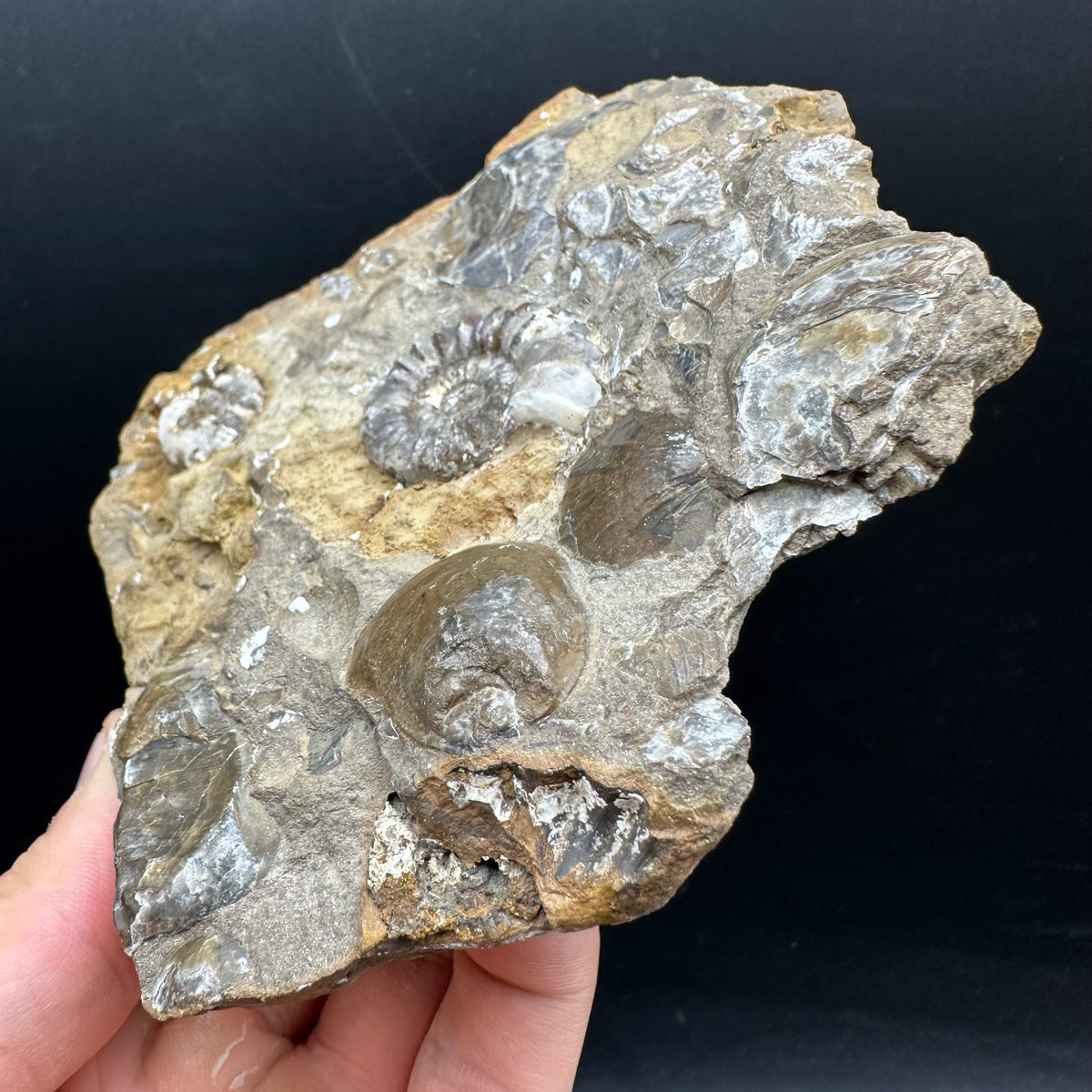 Androgynoceras capricornus Ammonite Fossil With Stand - Whitby, North Yorkshire Jurassic Coast Yorkshire Fossils