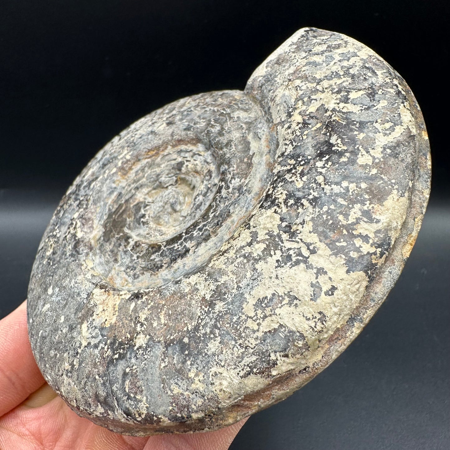 Hildoceras Bifrons Ammonite fossil with box and stand - Whitby, North Yorkshire Jurassic Coast, Yorkshire Fossils from the Jurassic Coast