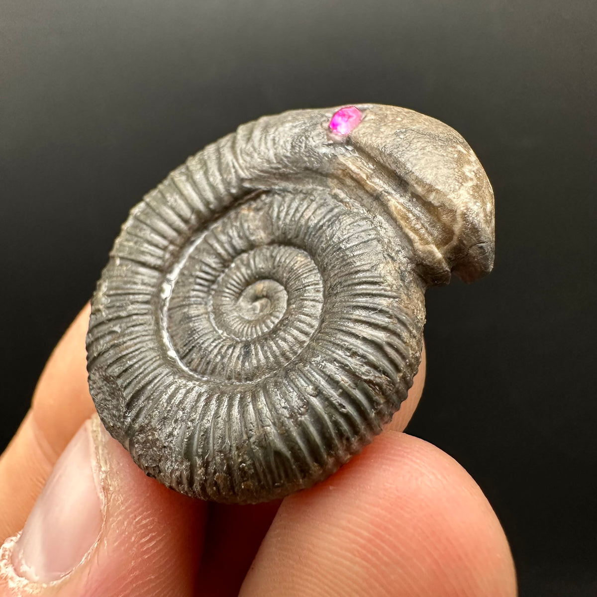 Snakestone Ammonite Fossil With Bag/Box And Stand - Whitby, North Yorkshire Jurassic Coast Yorkshire Fossils
